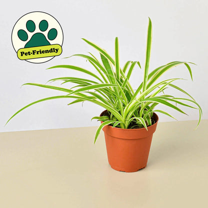 Spider Plant Reverse