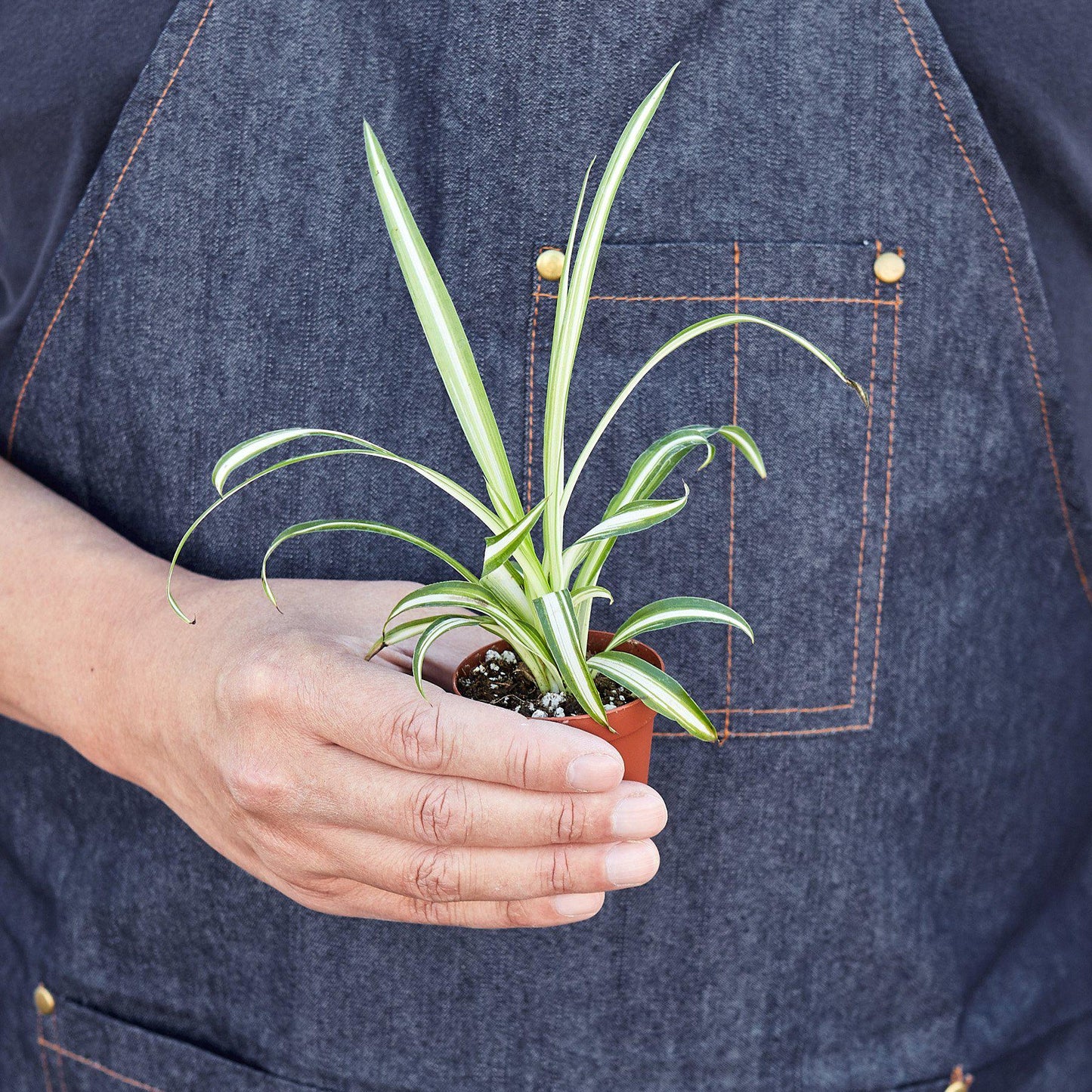 Spider Plant Reverse