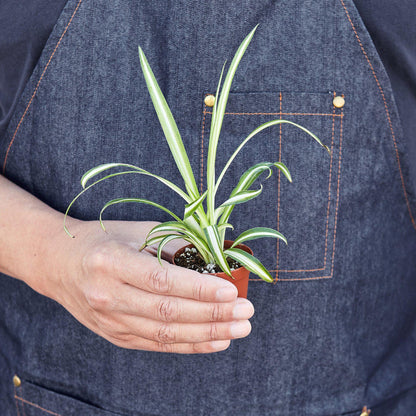 Spider Plant Reverse