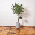 Artificial Ficus Tree with Artisan Planter