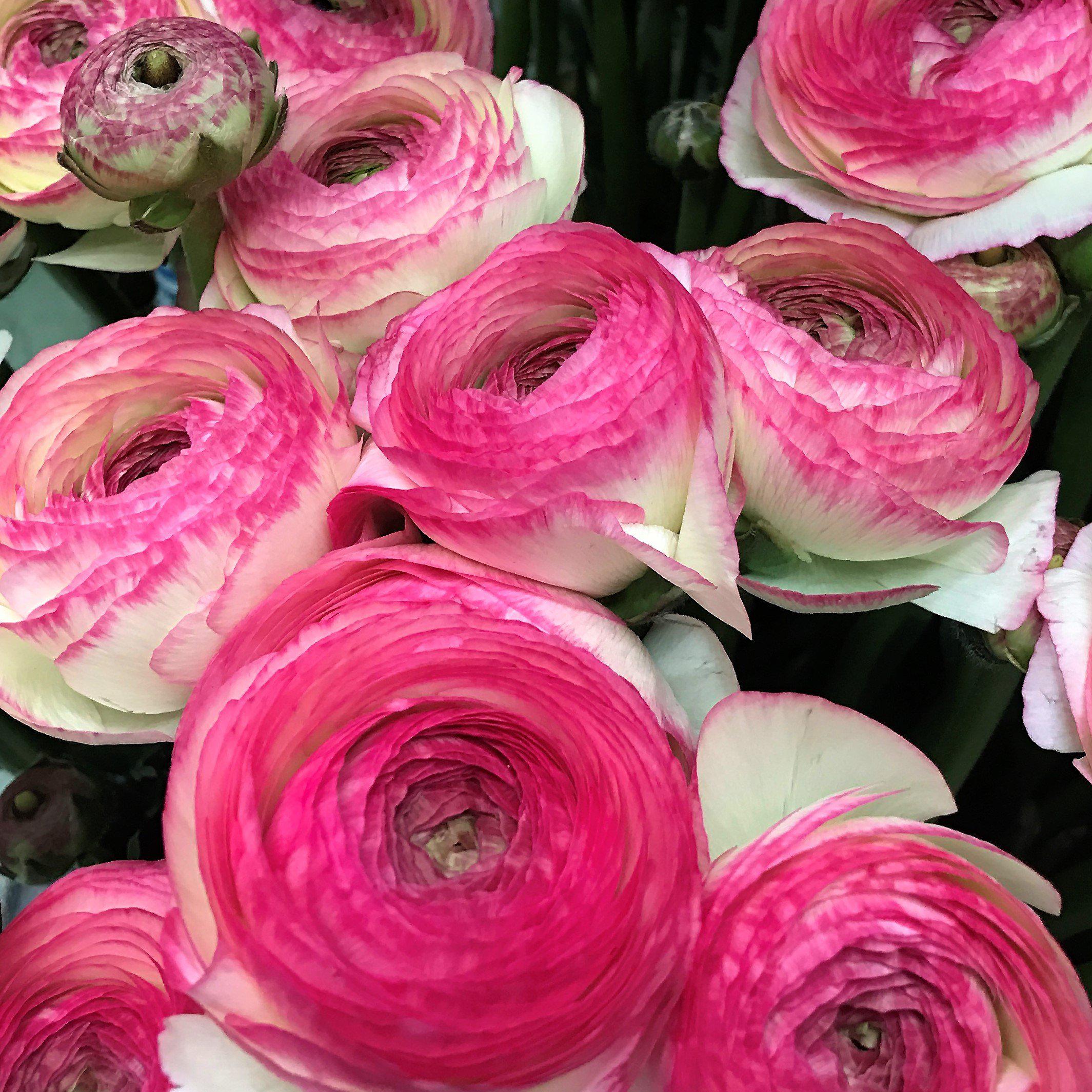 Italian Ranunculus - Success Felicidade