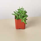 Succulent 'String of Bananas'