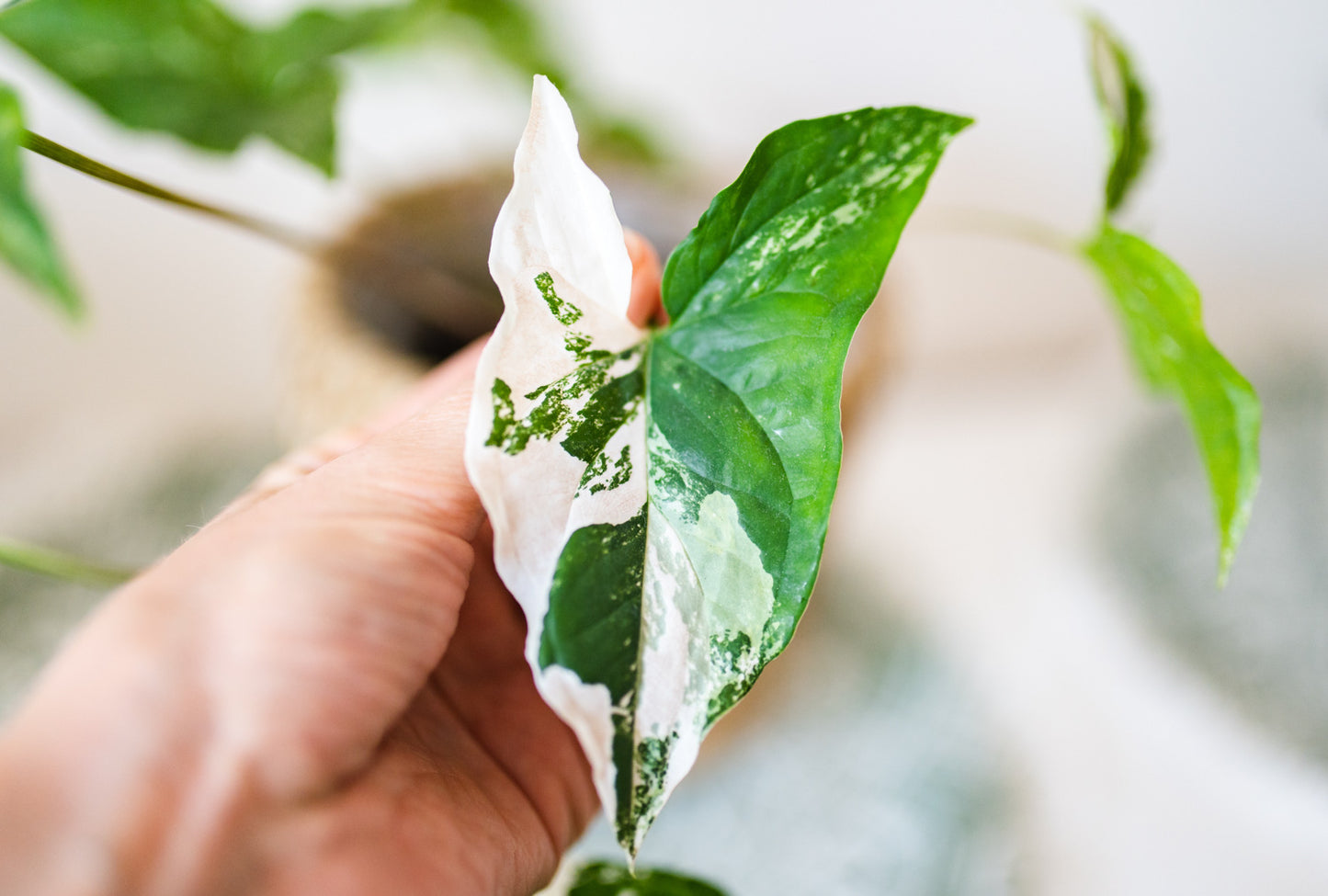 Syngonium Albo Variegata