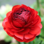 Ranunculus - Tecolote Red