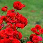 Ranunculus - Tecolote Romance Collection