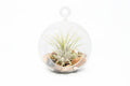 Terrarium Globe with Flat Bottom, Air Plant & River Stones