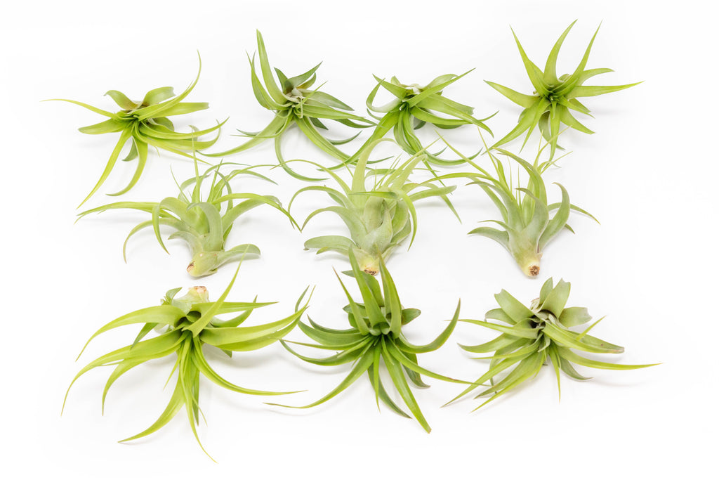 Tillandsia Abdita Brachycaulos Air Plants -  Set of 10, 20 or 30 - 60% Off