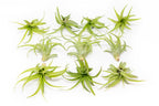 Tillandsia Abdita Brachycaulos Air Plants -  Set of 10, 20 or 30 - 60% Off