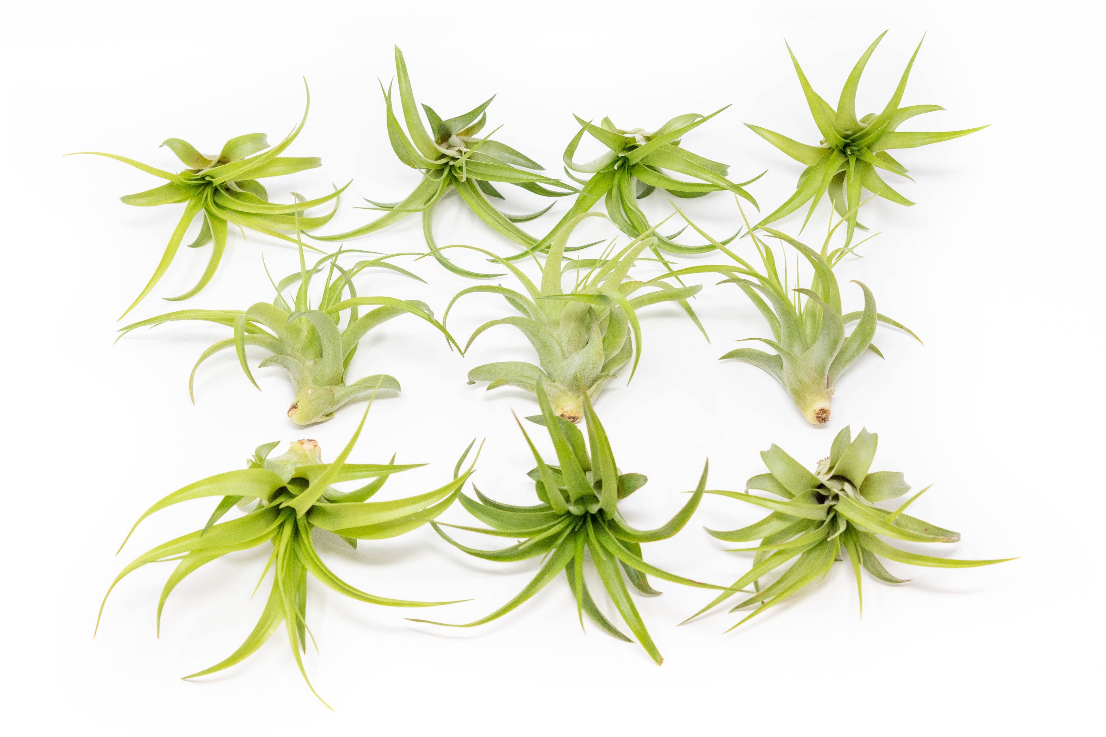 Tillandsia Abdita Brachycaulos Air Plants -  Set of 10, 20 or 30 - 60% Off