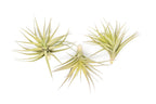 SALE - Tillandsia Aeranthos - Clavel del Aire - "Carnation of the Air" Air Plants