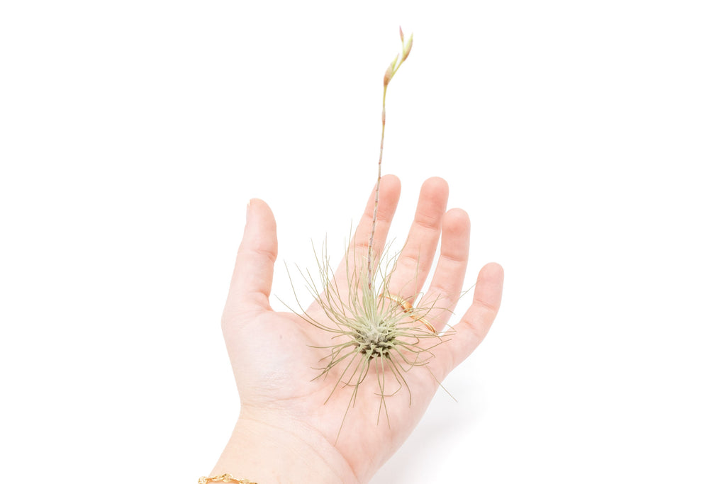 Tillandsia Argentea Thin Air Plants