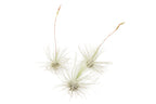 Tillandsia Argentea Thin Air Plants