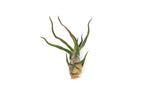 Tillandsia Bulbosa Guatemala Air Plants