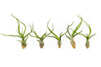 SALE - Tillandsia Bulbosa Guatemala Air Plants - Set of 10, 20, or 30 - 40% Off