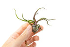 Tillandsia Bulbosa Guatemala Air Plants