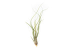 SALE - Large Tillandsia Butzii Air Plants - Set of 10 or 20 Air Plants - 40% Off
