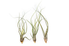 Large Tillandsia Butzii Air Plants / 6-9 Inch Plants