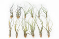 SALE - Large Tillandsia Butzii Air Plants - Set of 10 or 20 Air Plants - 40% Off