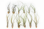 SALE - Large Tillandsia Butzii Air Plants - Set of 10 or 20 Air Plants - 40% Off