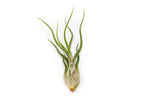 Tillandsia Caput Medusae Air Plants