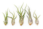 SALE - Tillandsia Caput Medusae Air Plants - Set of 10 or 20 - 70% Off