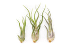 SALE - The Wild Things Collection of Tillandsia Air Plants - Set of 9 or 18 Air - 70% Off