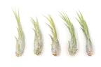Large Tillandsia Circinata Air Plants / 5-8 Inch Plants