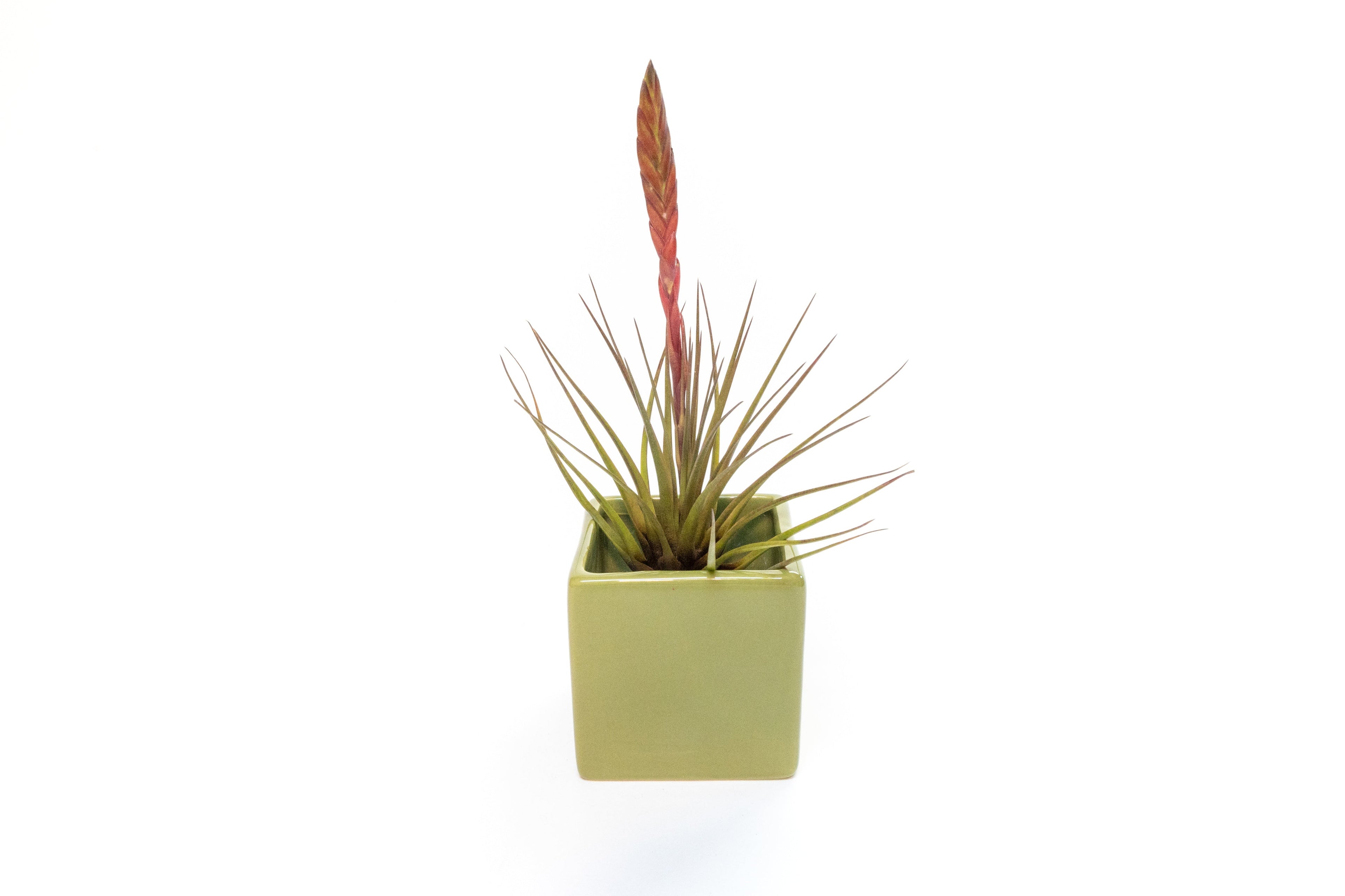 Avocado Green Ceramic Cube Container with Custom Tillandsia Air Plant