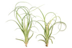 Tillandsia Curly Slim (T. Intermedia x T. Streptophylla) Air Plant