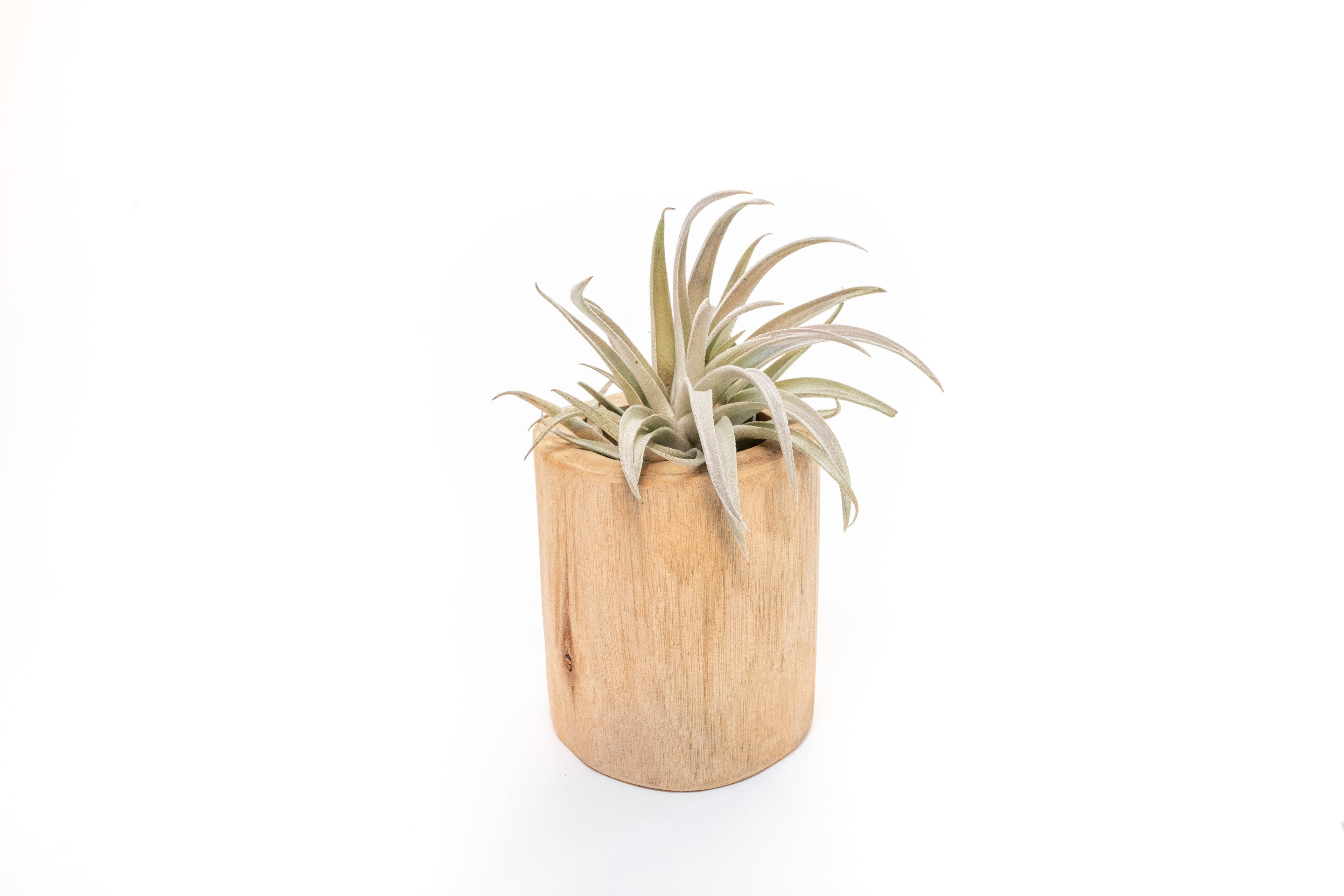 Large Driftwood Container - Choose Your Custom Tillandsia Air Plant