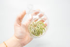 Hanging Round Bottom Glass Terrariums