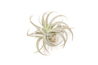 Tillandsia Harrisii Air Plants