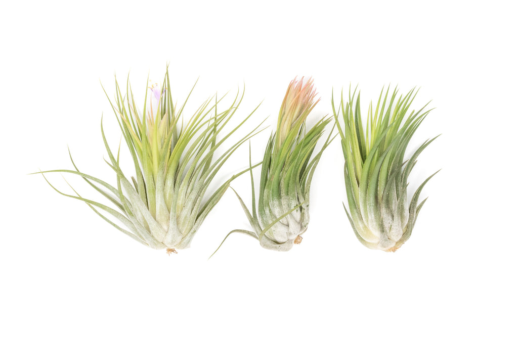 SALE - XL Tillandsia Ionantha Scaposa - Set of 5 or 10 - 30% Off