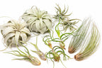 Large Tillandsia Air Plant Variety - Set of 10, 15, or 20 - 40% Off
