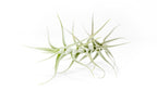 Tillandsia Albida 'Minor' Air Plants