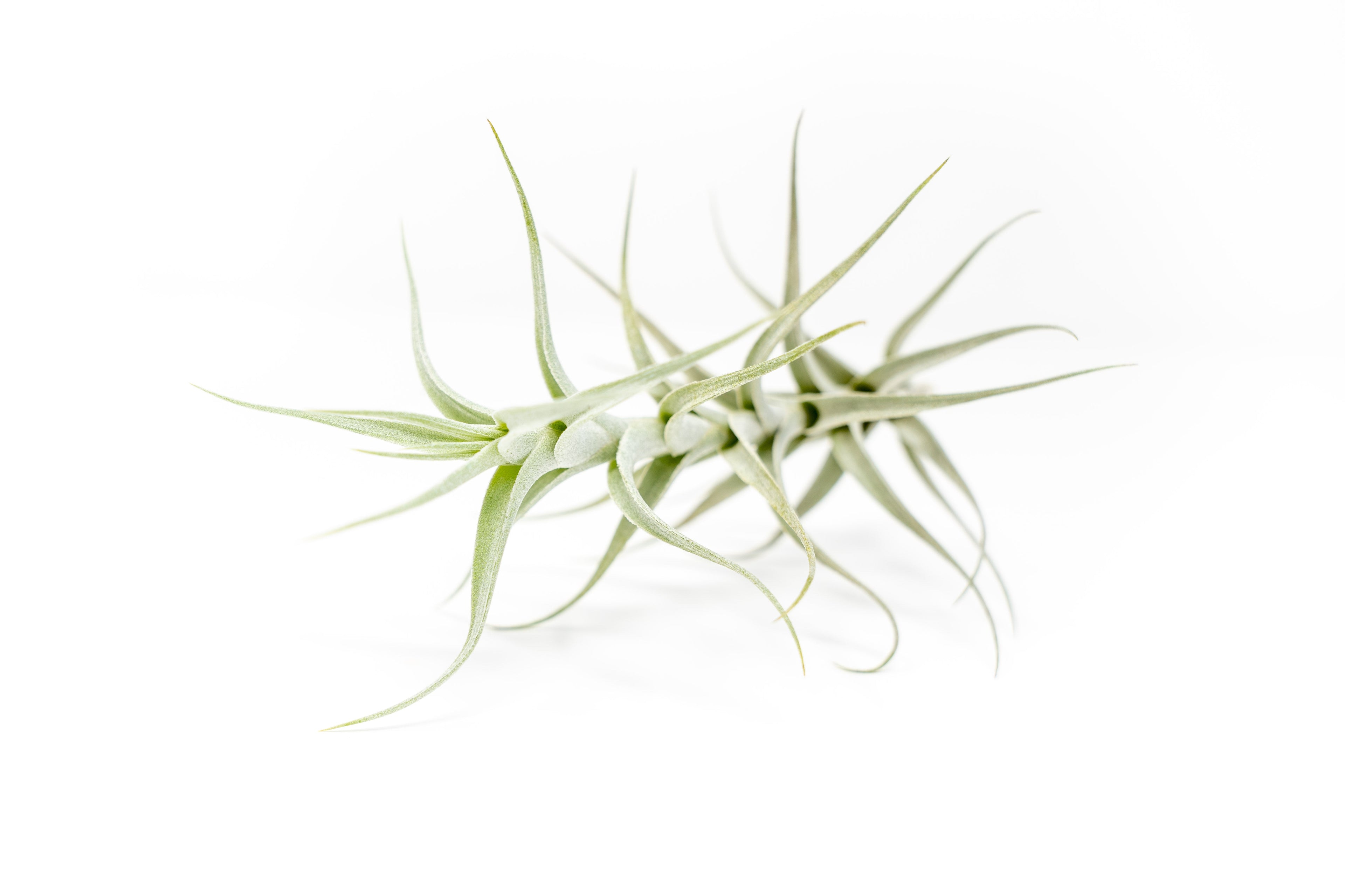 Tillandsia Albida 'Minor' Air Plants