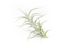 Tillandsia Albida 'Minor' Air Plants