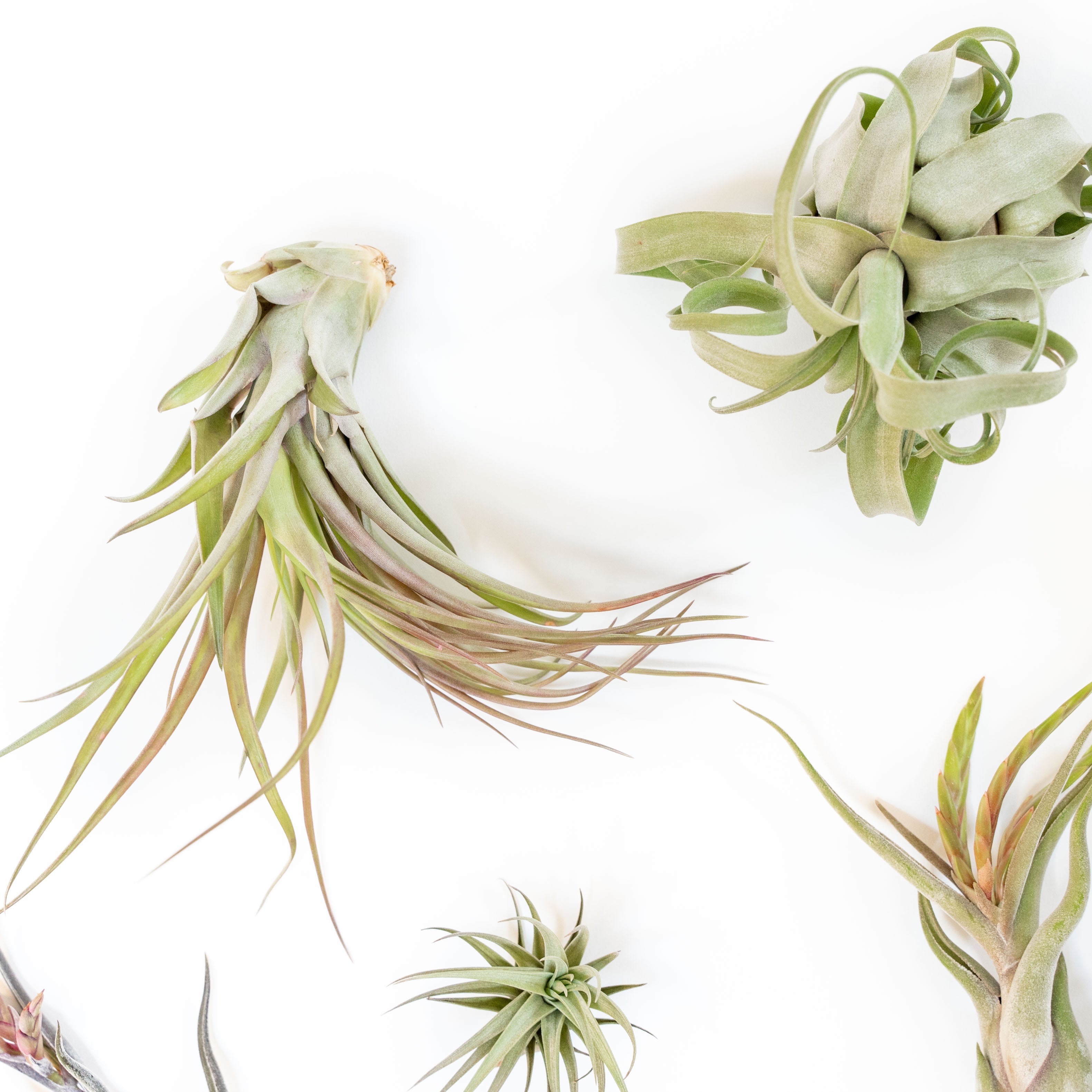 SALE - Tillandsia Air Plant Grab Bag of Premium Medium & Large Plants - Set of 10 - 50% Off