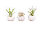 Gift Wrapped Purple Urchins with Tillandsia Air Plants
