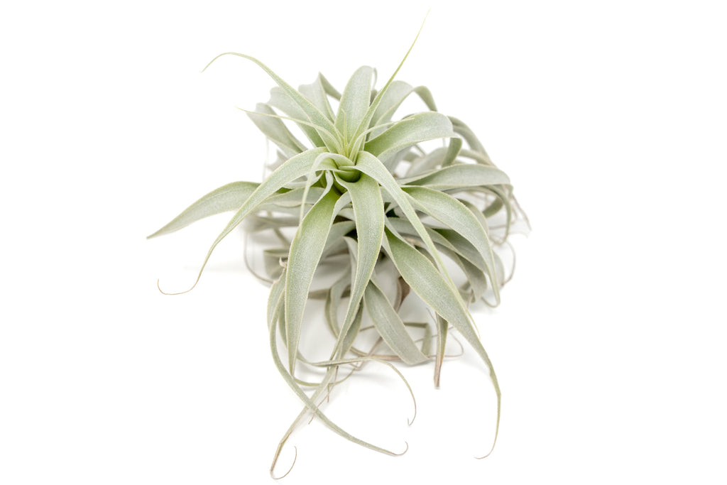 Tillandsia Cacticola Long Form Silver Air Plants