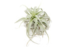 Tillandsia Cacticola Long Form Silver Air Plants
