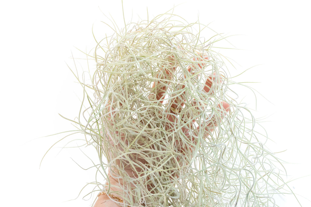 SALE - Tillandsia Guatemala Gray Spanish Moss - 1 Foot Clumps - Set of 3 or 6 Strands - 40% Off
