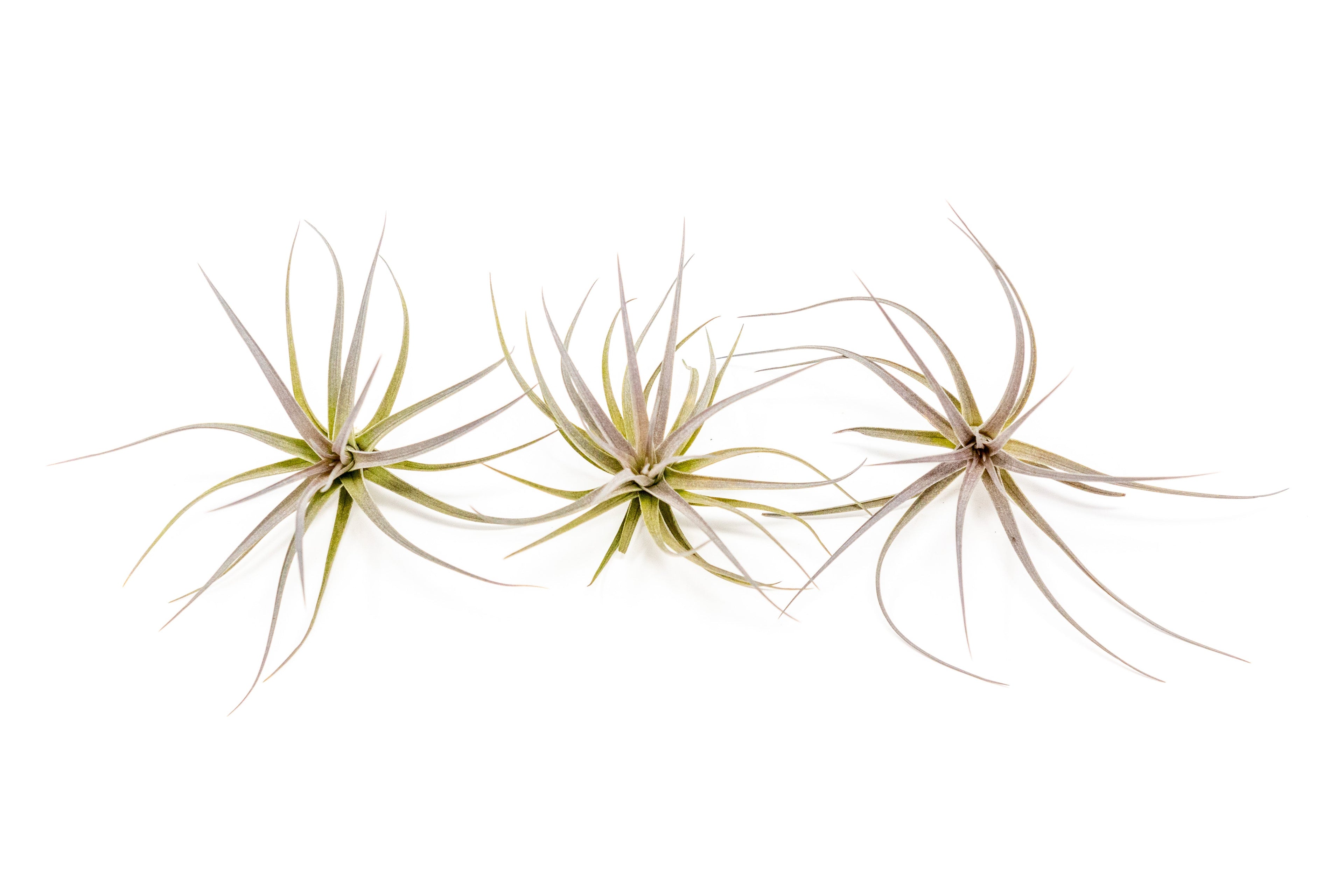 Tillandsia Tenuifolia Air Plants