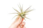 Tillandsia Tenuifolia Air Plants