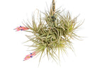 Tillandsia Tenuifolia Air Plant Clumps