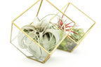 Heptahedron Geometric Glass Terrariums - Set of 2 - with Tillandsia Red Abdita, Ionantha and Small Xerographica