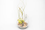 Complete Bubble Trio Terrariums with Tillandsia Juncea, Butzii, and Harrisii Air Plants