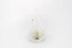 SALE - Teardrop Glass Terrariums - Set of 6 or 12 - 40% Off