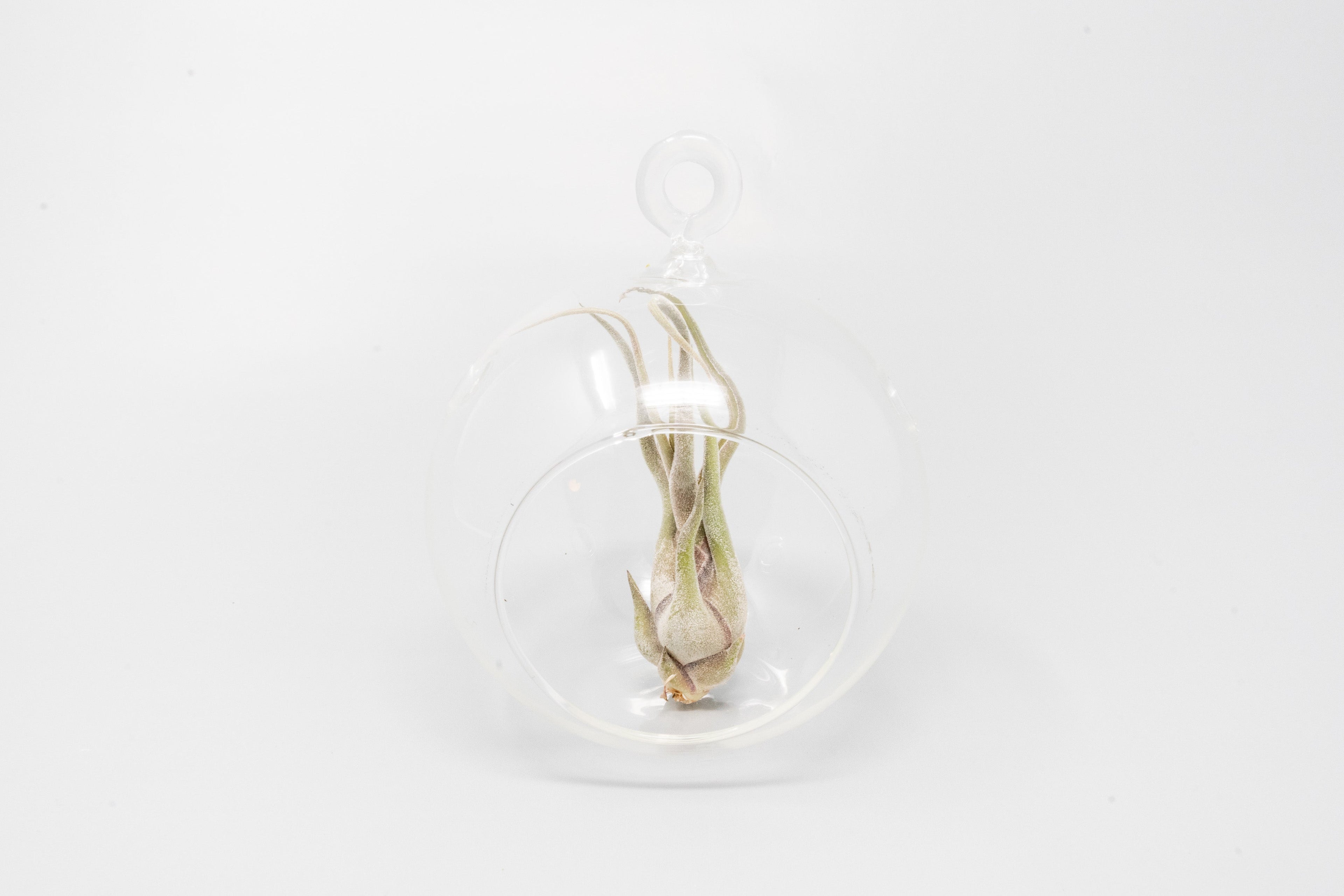 Minimalist Terrarium in a Glass Globe with Flat Bottom - Choose Your Custom Tillandsia Air Plant