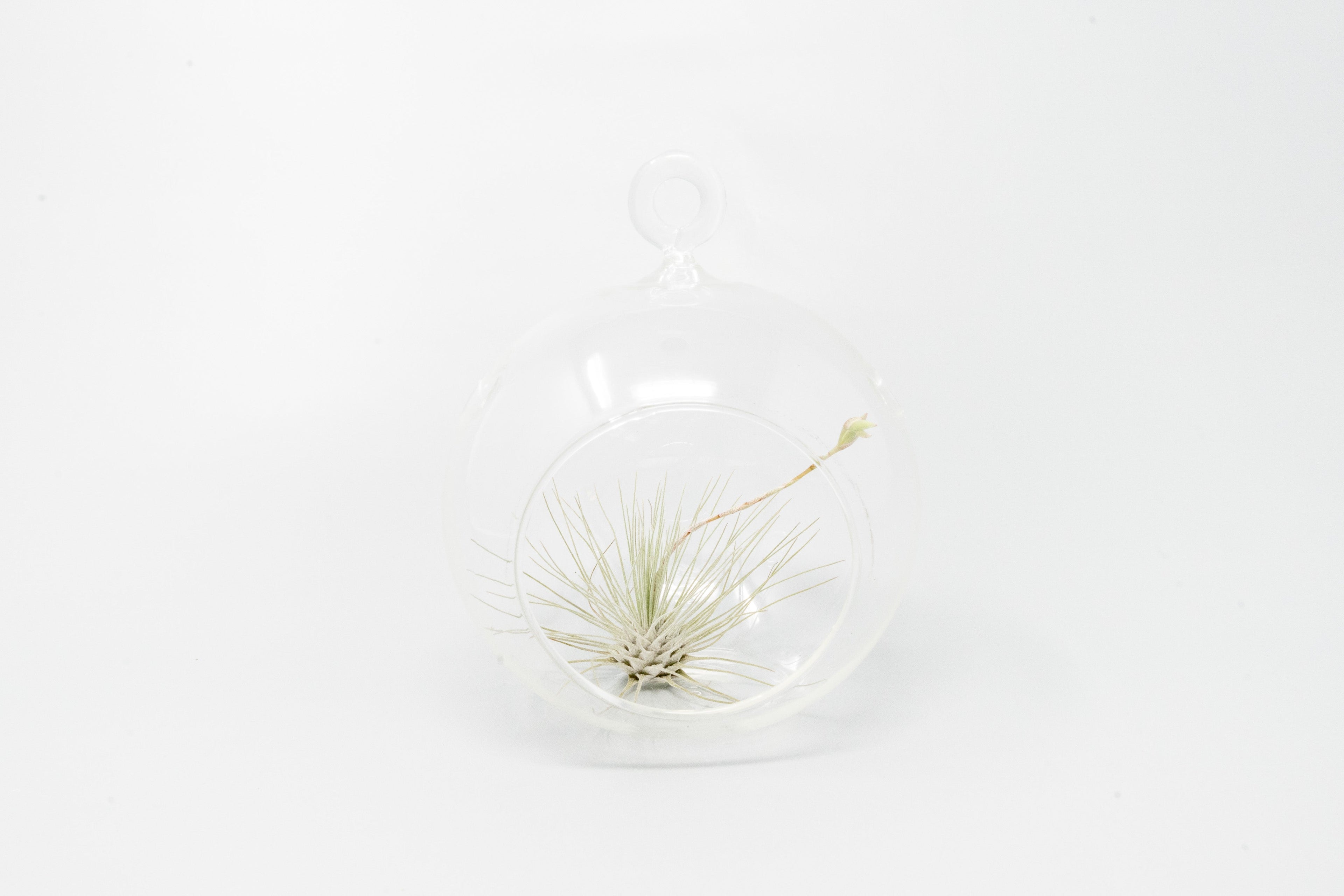 Minimalist Terrarium in a Glass Globe with Flat Bottom - Choose Your Custom Tillandsia Air Plant